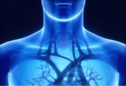 Veins in neck and lungs 